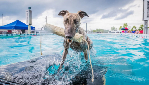 Dog Dock Diving Training Near Me: Tips for Success